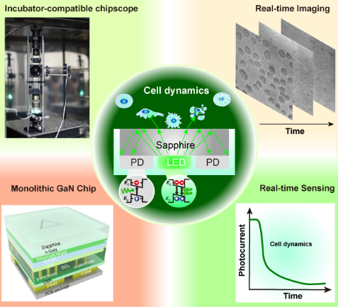 A Versatile, Incubator-Compatible, Monolithic GaN Photonic Chipscope for Label-Free Monitoring of Live Cell Activities