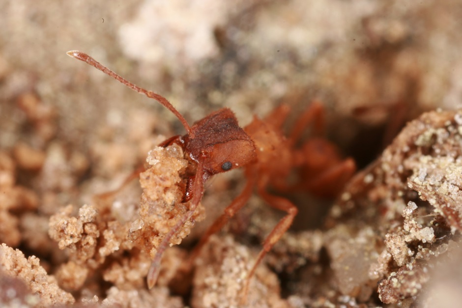 Trachymyrmex septentrionalis