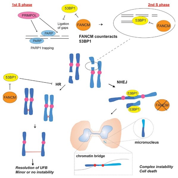 Research on FANCM Provides a New Strategy to Overcome Cancer Drug Resistance