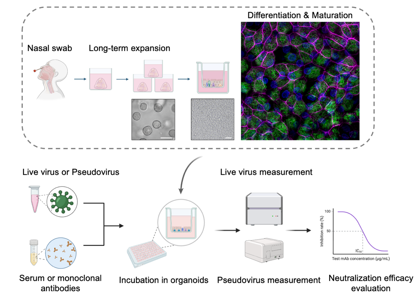 Outline of the organoid-based neutralisation system.